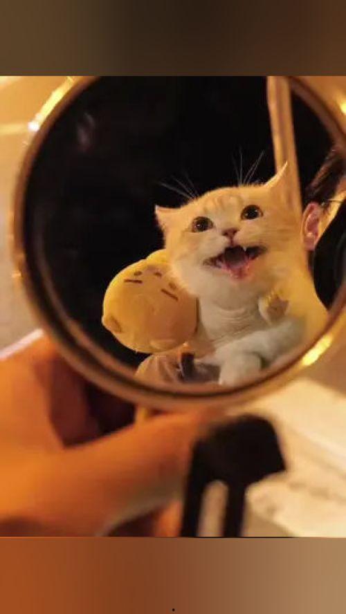 亲爱的喵先生演员表,实力派明星齐聚一堂！